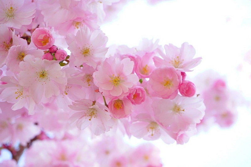 Цветение Сакуры ветви с розовыми цветами