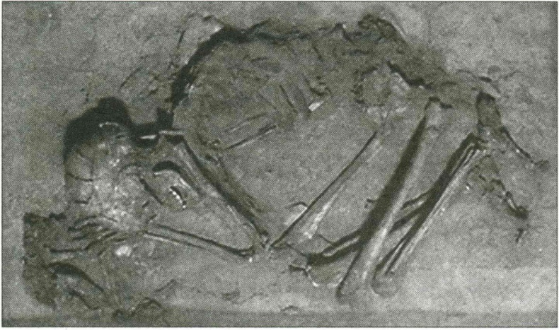 Фото скелета женщины и щёнка