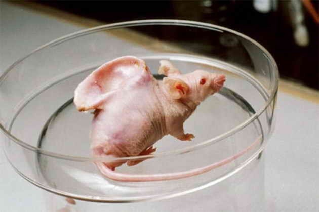 Мышь, на спине которой ученые вырастили «ухо» из хрящевых клеток коровы.