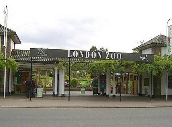 Зоопарк Лондон